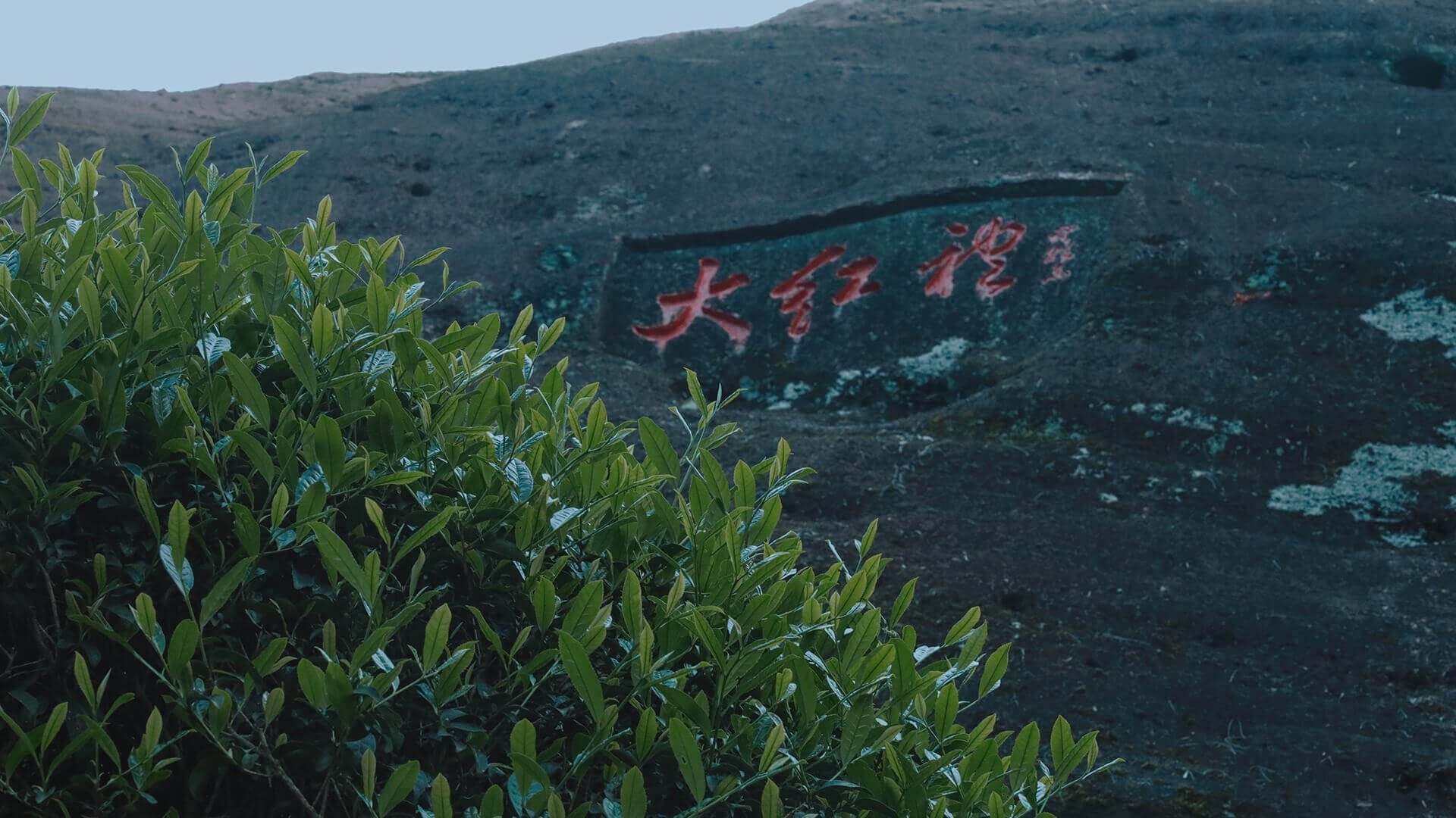 Da Hong Pao Mother Trees