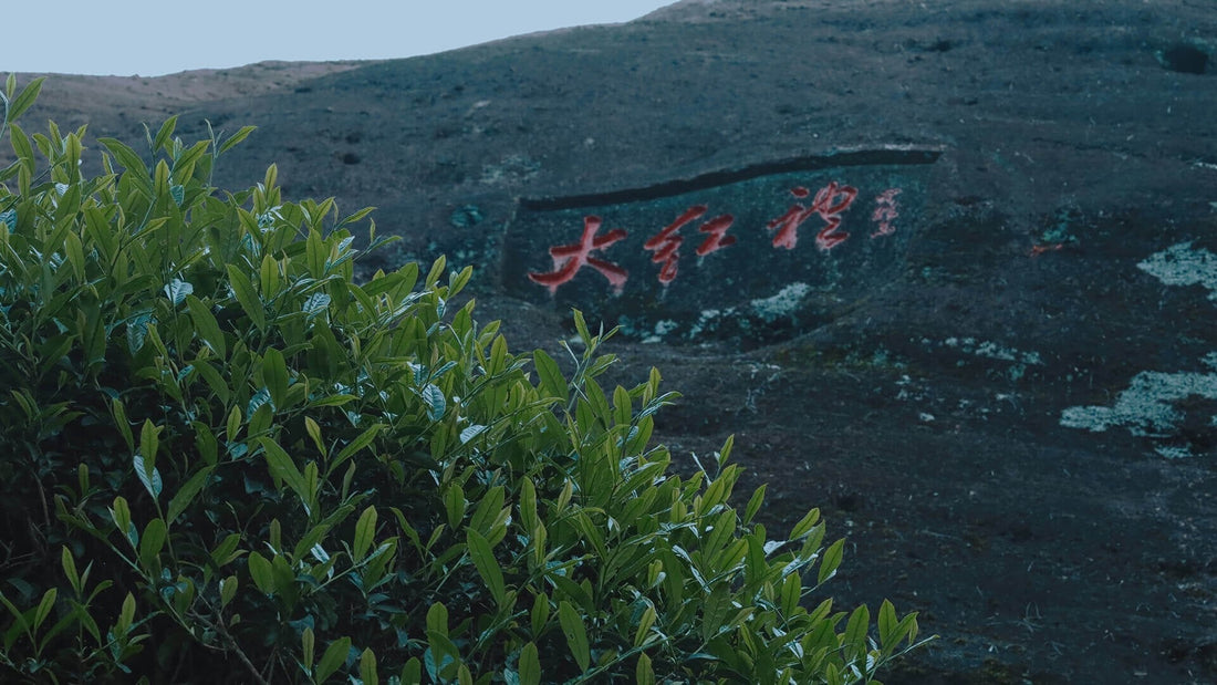 Da Hong Pao Mother Trees