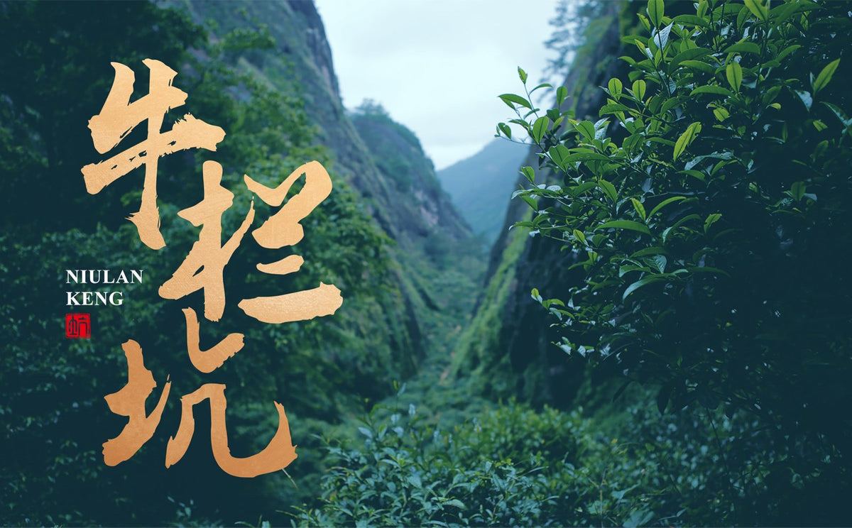 大红袍母树 – Wuyi Star Tea
