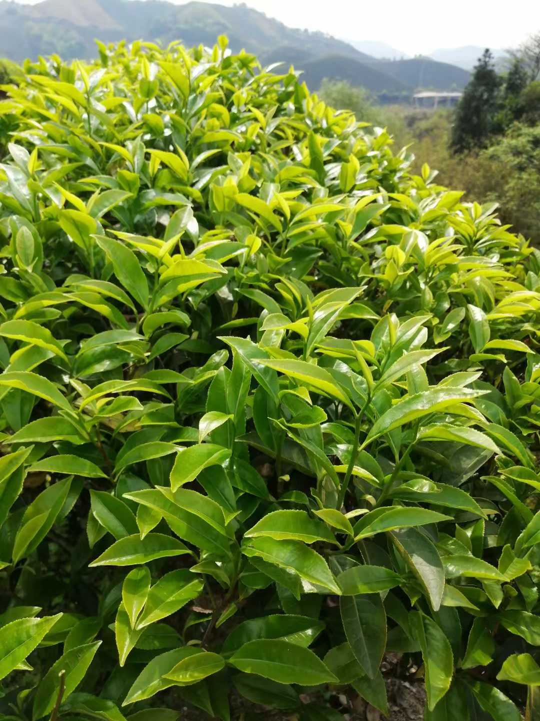 Wu Yi Star Gift Card